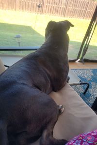 Jasmine Pumpkin Adamson 