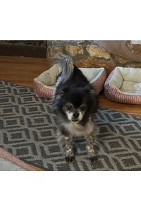 Oreo Collins aka Mr. Adorable  