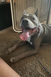 Nala Princess Boo Jackson  