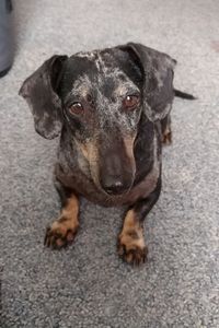 Dakota Wrangler Raymer 