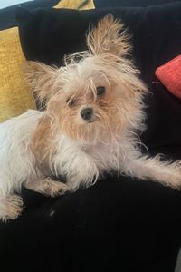 CoCo Chanel Cassadine 