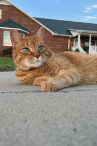 Leonardo Charles Di”Cat”prio 