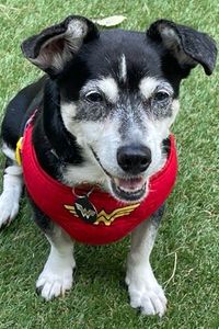 Leelyanne Jean-Louis  