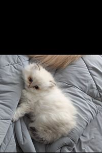 Clyde Nguyen-Camadine 