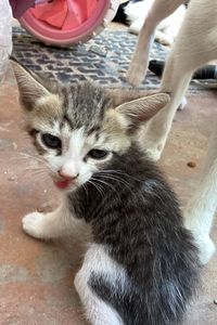 Pumpkin Princessia the Seventh 