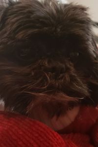 Manchester Robertson 