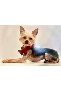 Sir Tiny “Pups” “Bubuh” “Bubbles” Thomas 