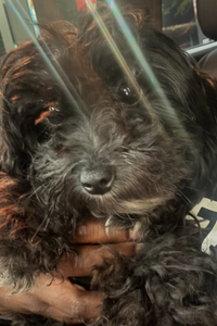 Laila Belle McCarley  