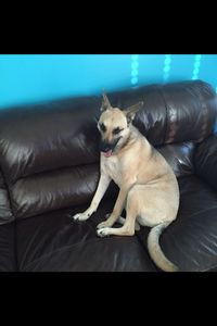 Whiskey Napiorkowski  