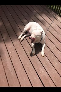 Chanel Jones Gammage  