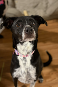 Pippa Louise Shepherd 