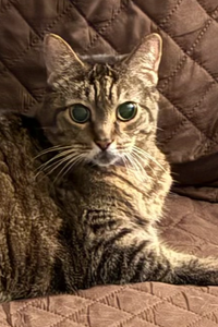 Sabrina Janine Shepard 