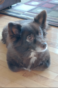 Cleo Whitehead-Ransdell 