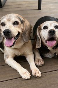 Chester & Daisy Parra 