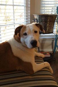 Charlotte Belle Blackshire 