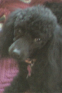 Miss Daisy Lady Walker  