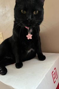Luna Rhinehart 