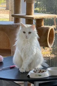 Snow Ice the Queen 