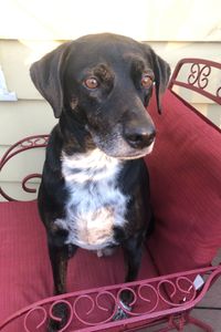 Fritz Violante 