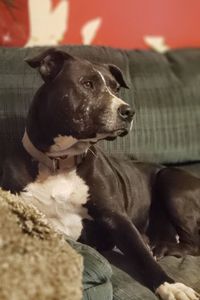 Dixie Harvey 