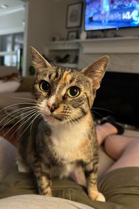 Kitty Mama Ryan 