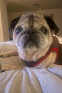 Pugsley Vanzant  