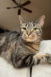 Mr. Biscuits Andrews  