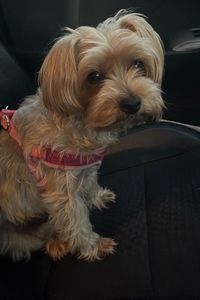 Bella Elson  