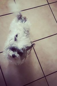 Baby Girl Pitts  