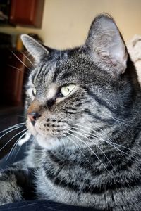 Rascal Bolen  