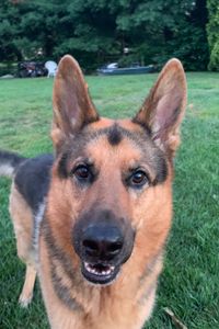 Koda Schwengler  