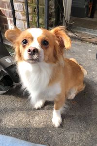 Pumbaa Figueroa  
