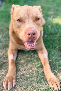 Hooch DeStefano  