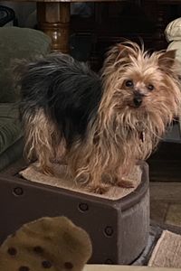 Luna Fleck  