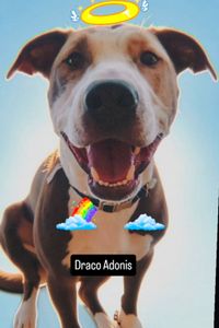Draco Adonis Robinson  