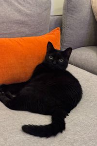 Nala Akhill  