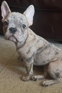 Bruno Robinson  