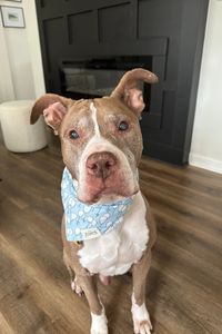 Bentley Ryder Zambrano  