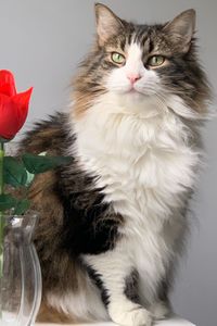 Blossom Kirshenbaum  