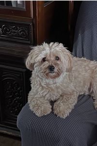 Mogwai Wilcox  