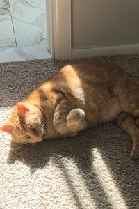 Tigger Crowley  