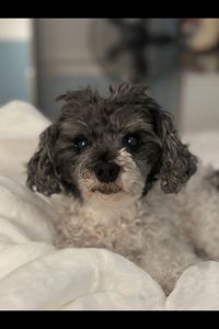 Bella Hamwi  