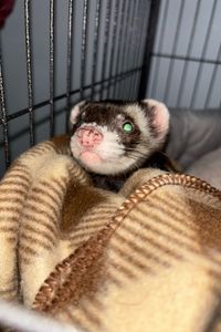 Nibbles Preidt  