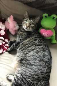 TeeTee (Pounce) Anderson  
