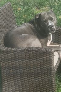 Buster Kajfasz  