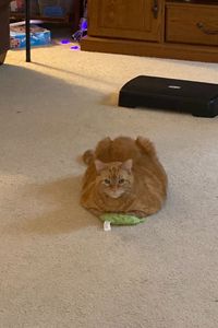 Weasley Trombley    