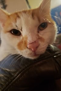 Milo Mo Wilson  
