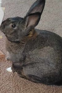 Ralph 