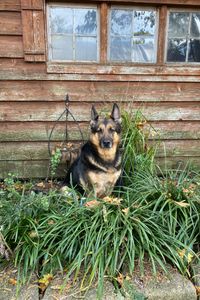 Ziva Sweet  