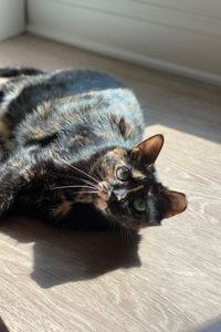 Fifi Viola   